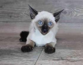 Siamese