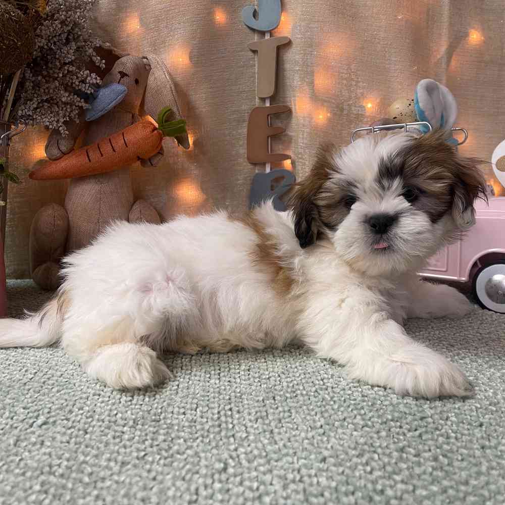 carousel pet images