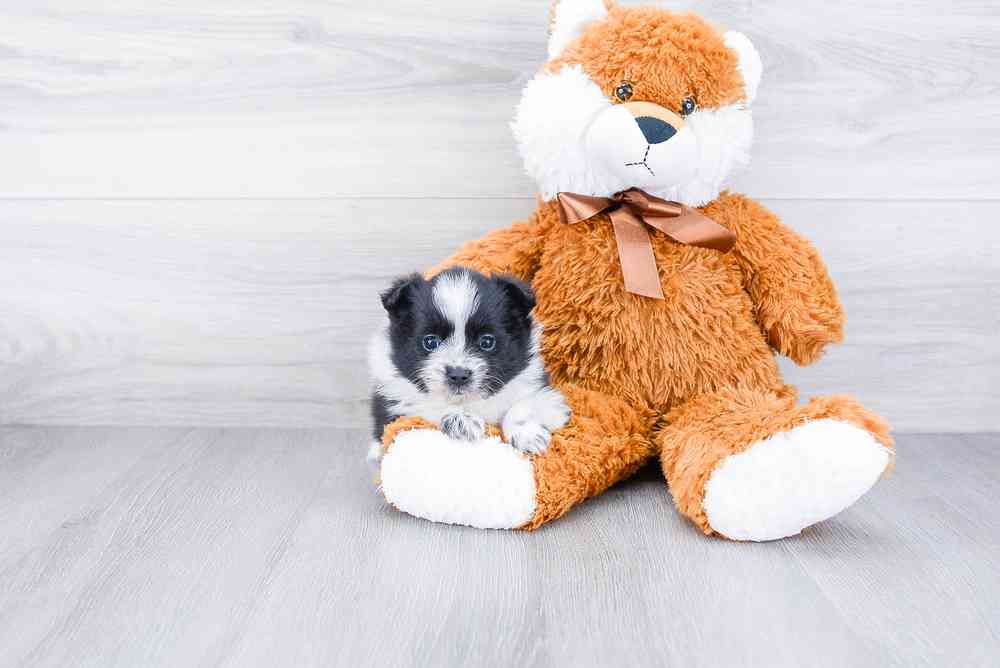 carousel pet images