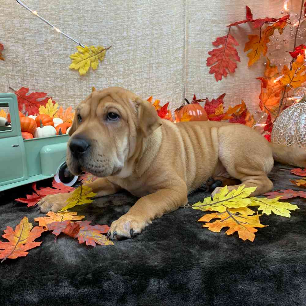 carousel pet images