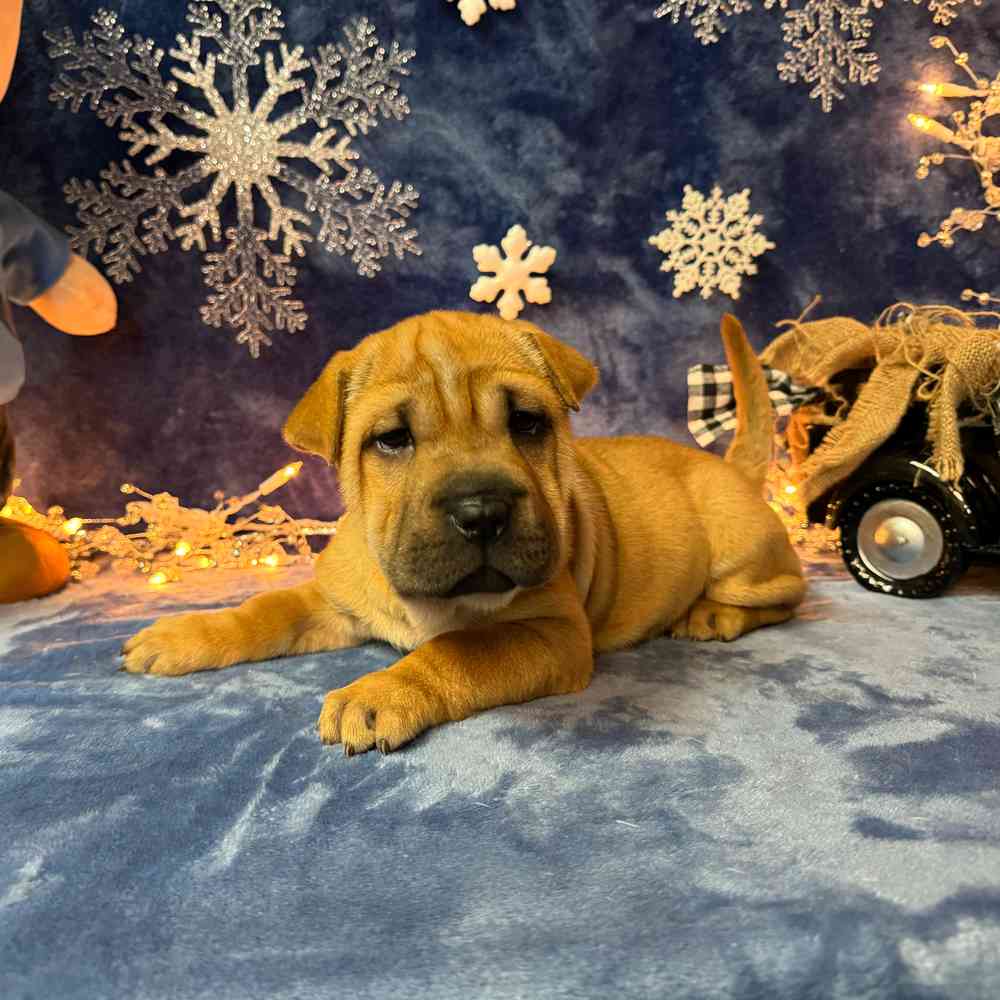carousel pet images