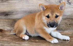 Shiba Inu