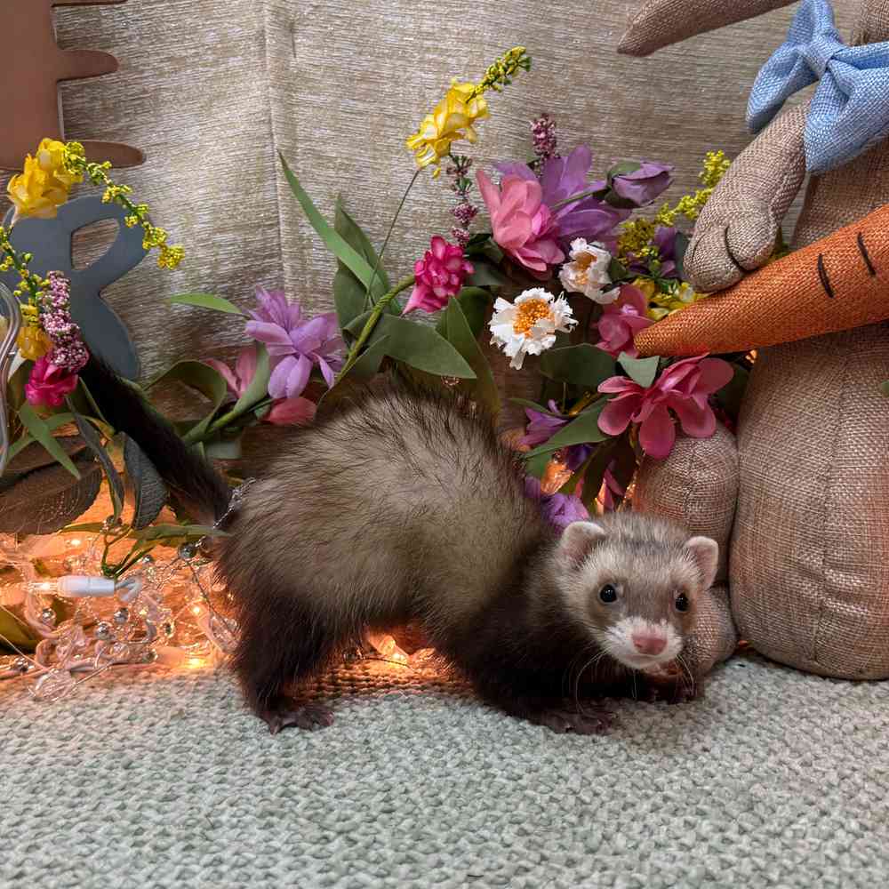 carousel pet images
