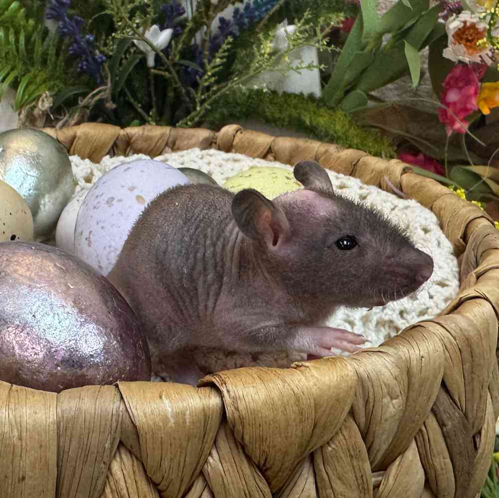 carousel pet images