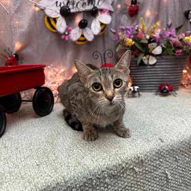 Domestic Kitten