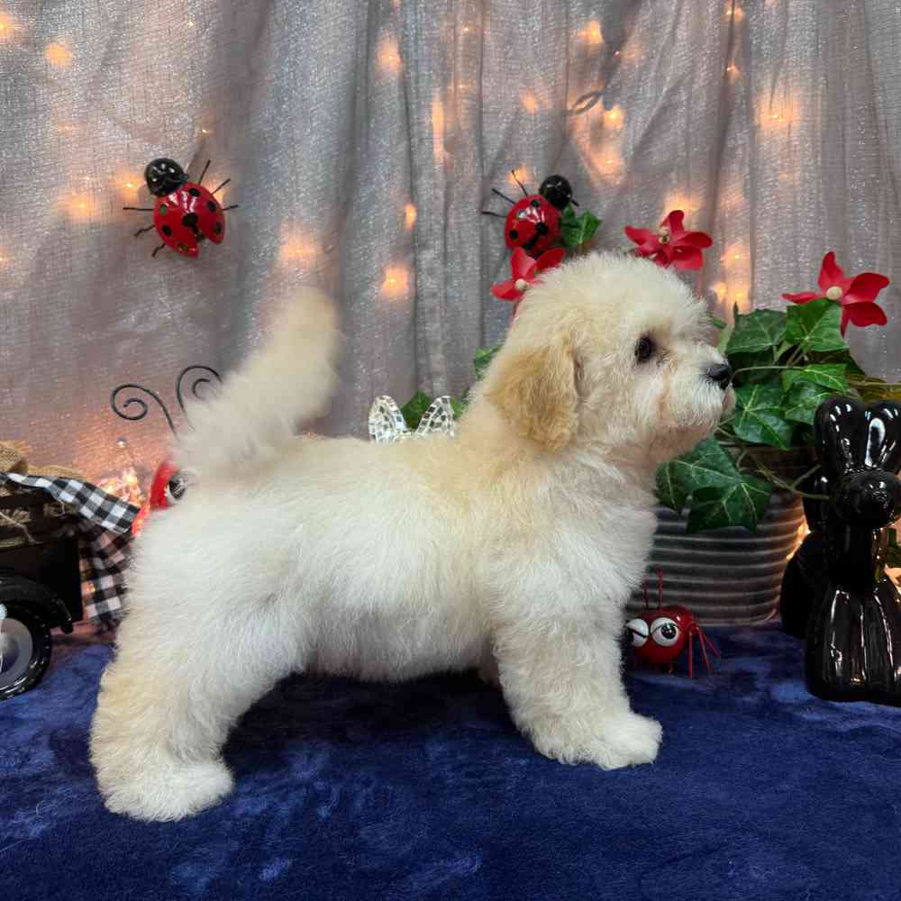 carousel pet images