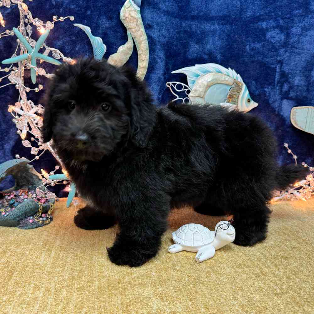 carousel pet images