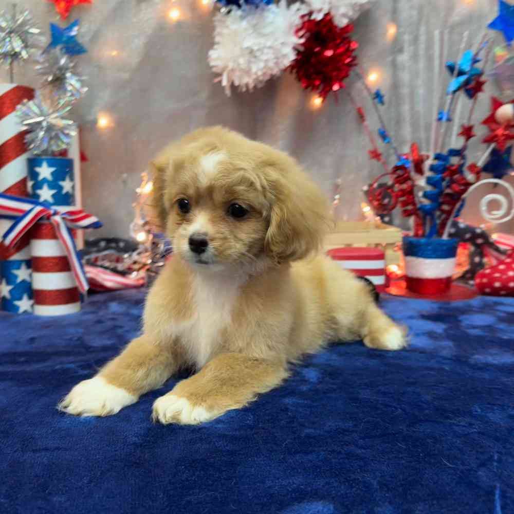 carousel pet images