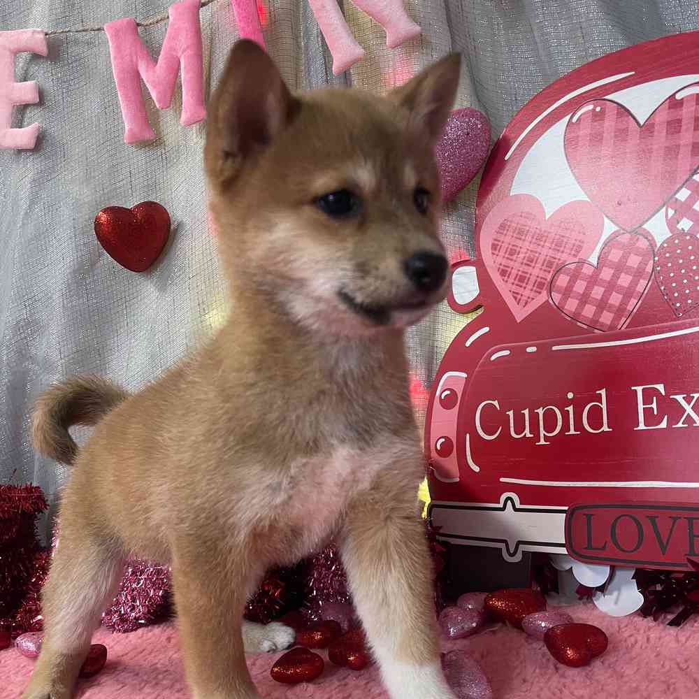 carousel pet images