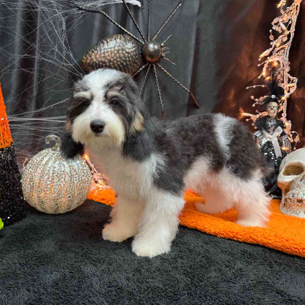 carousel pet images