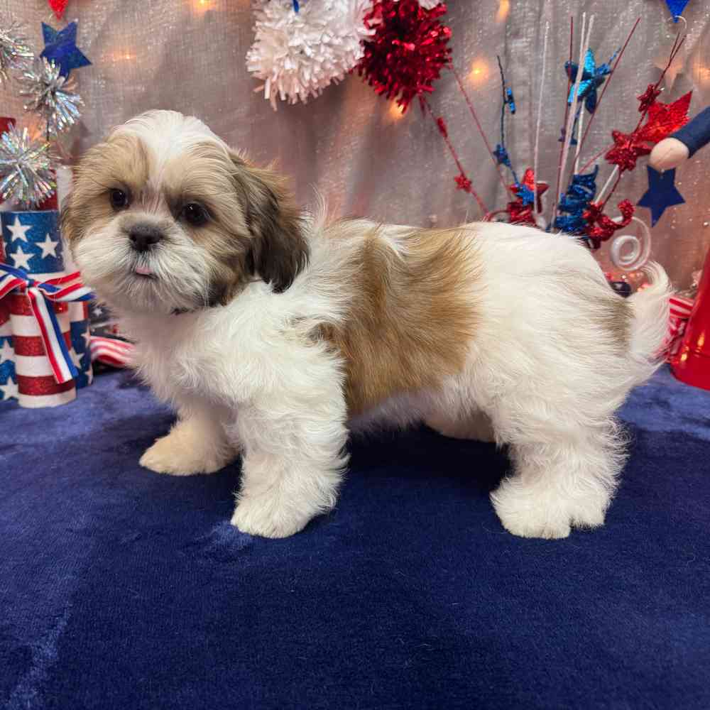 carousel pet images