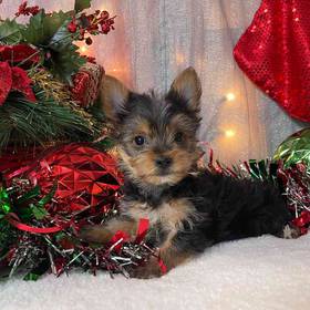 Yorkshire Terrier