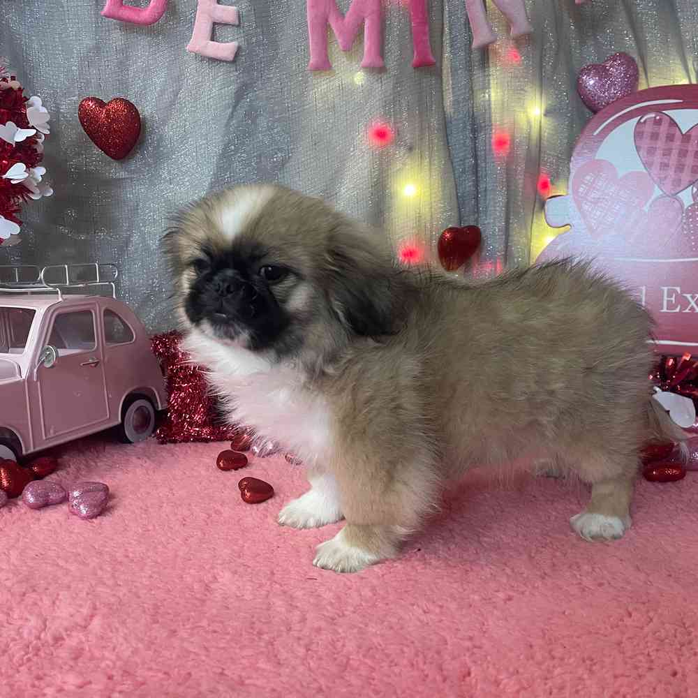 carousel pet images