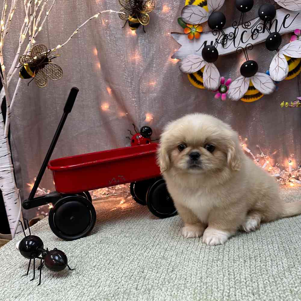 carousel pet images