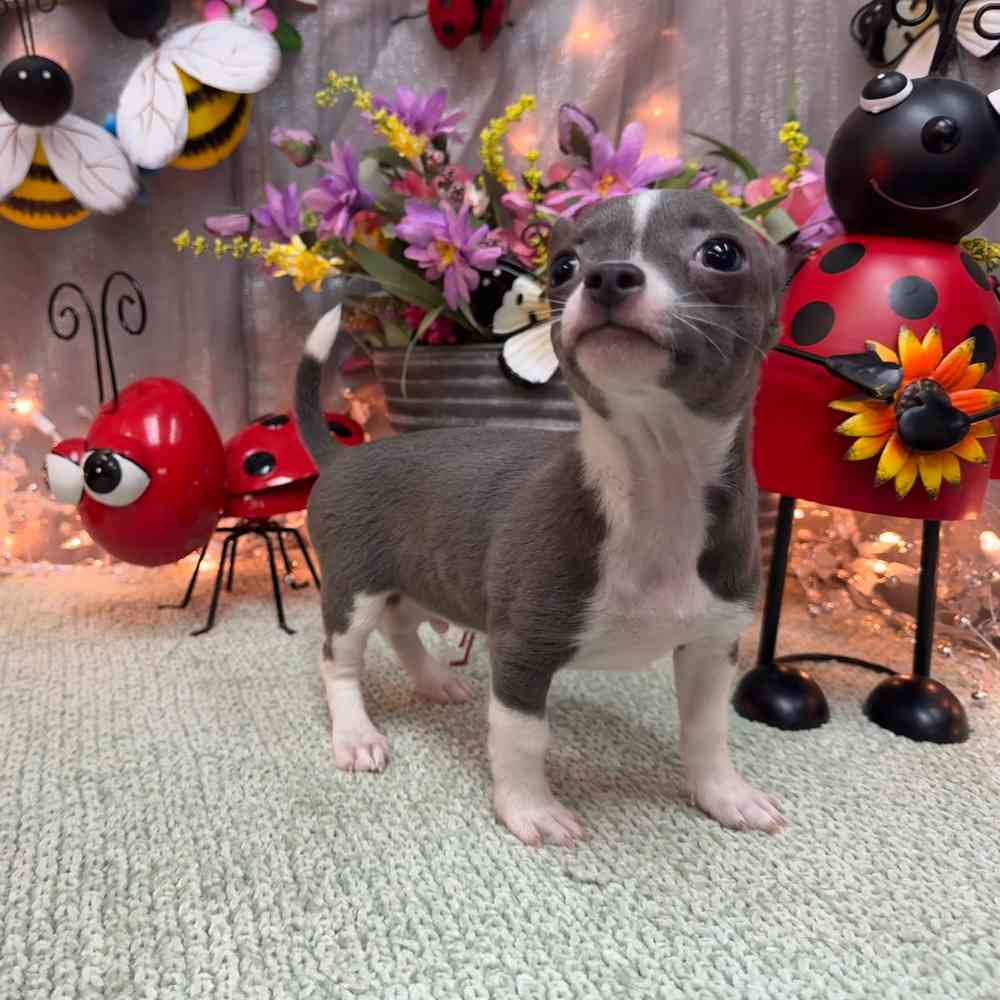 carousel pet images
