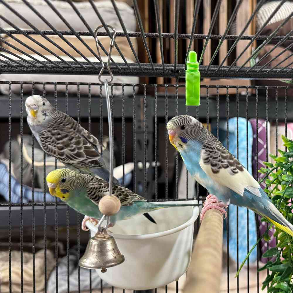 carousel pet images