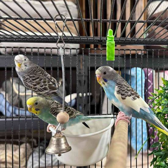 Parakeet