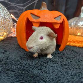 Guinea Pig