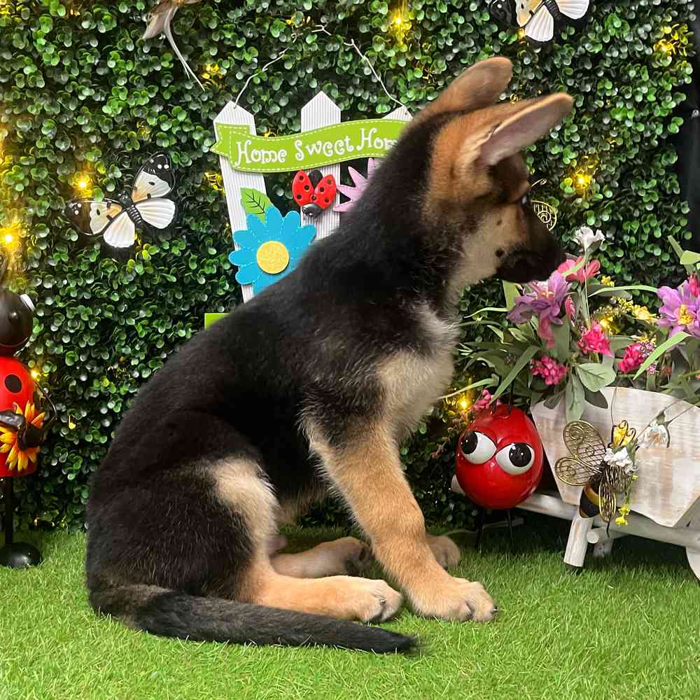 carousel pet images