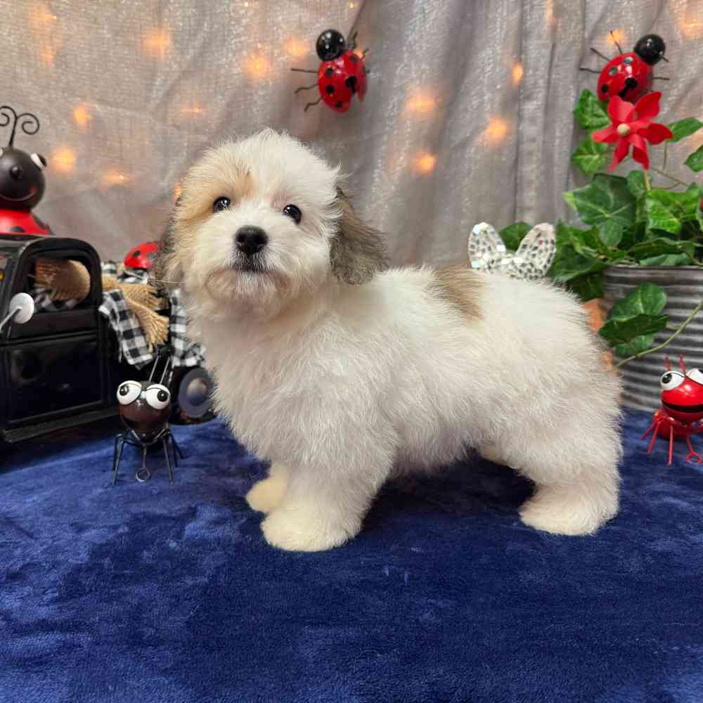 carousel pet images