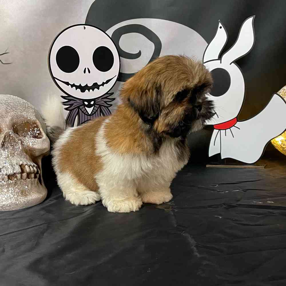 carousel pet images