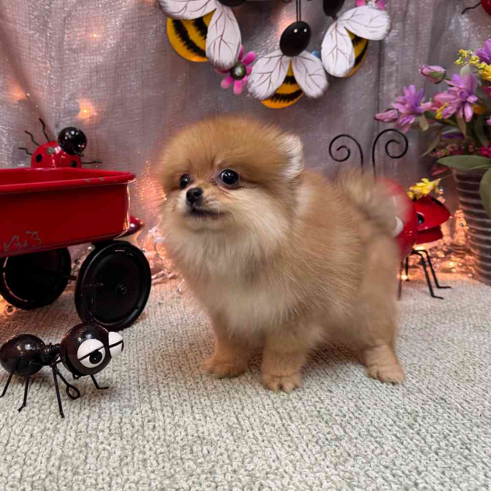Image of a pet breed in the gallery