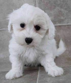 Coton De Tulear