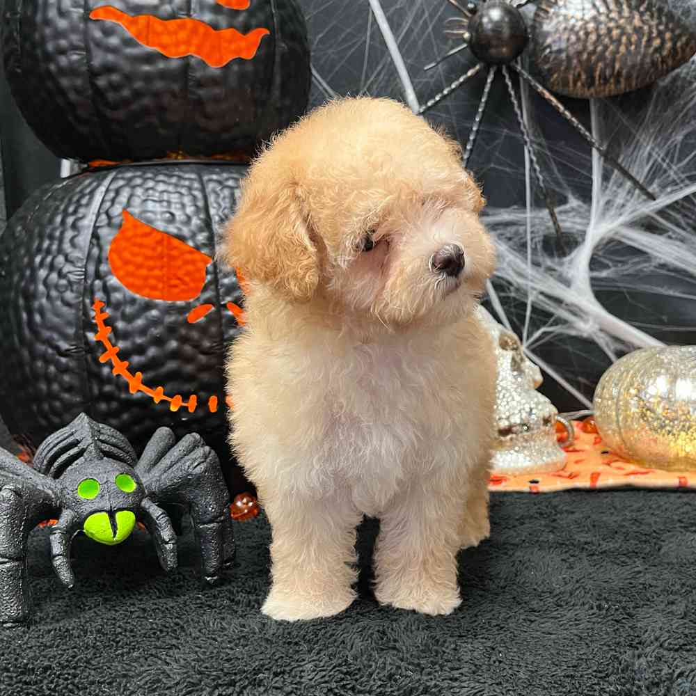 carousel pet images