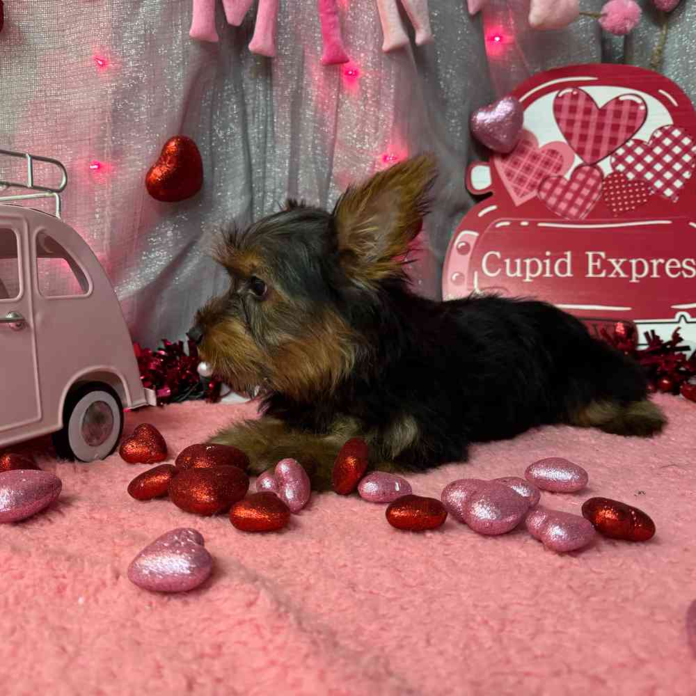 Silky Terrier Puppy for sale Pets Plus Stafford
