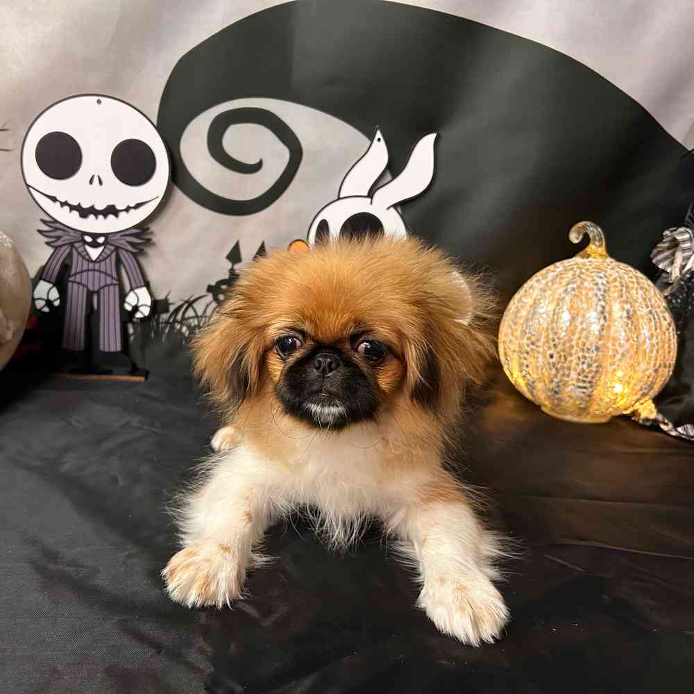 carousel pet images