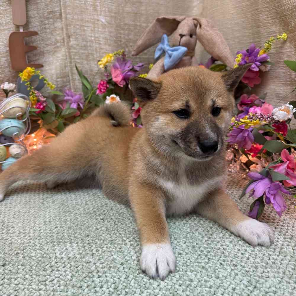 carousel pet images