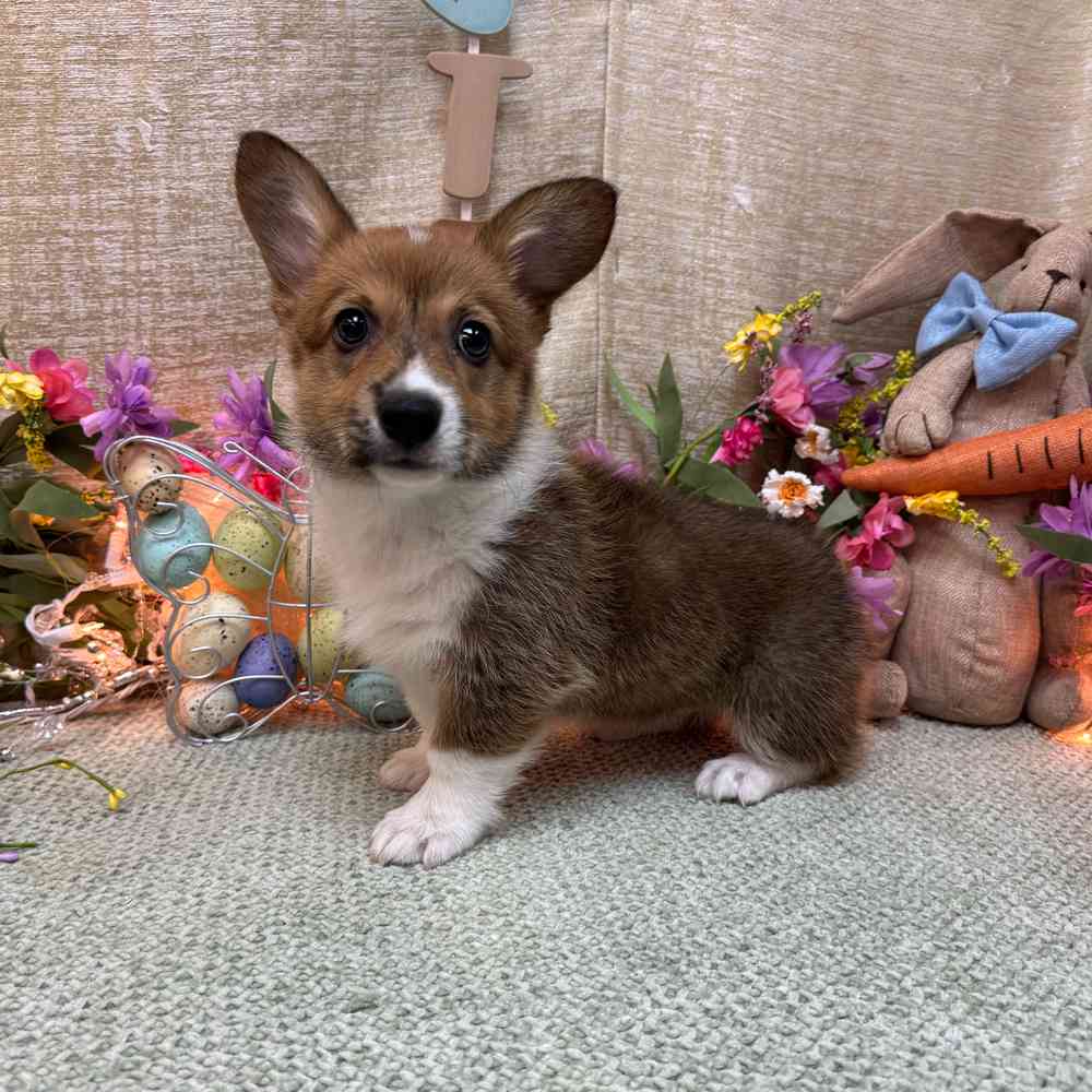 carousel pet images