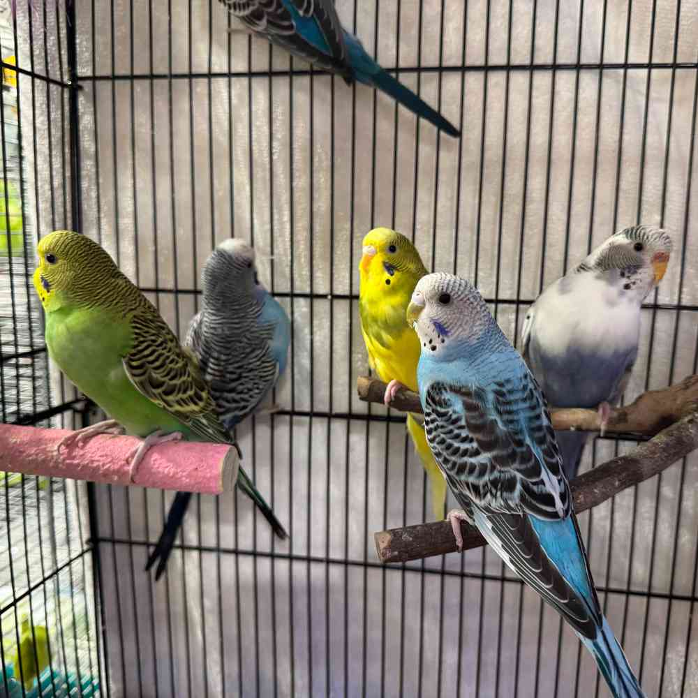 carousel pet images