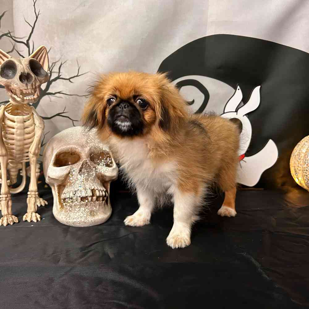 carousel pet images