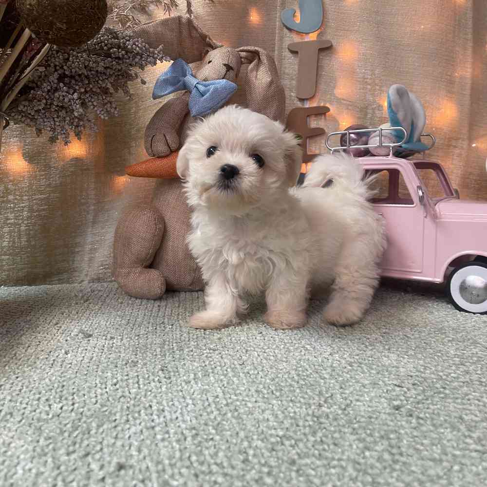carousel pet images