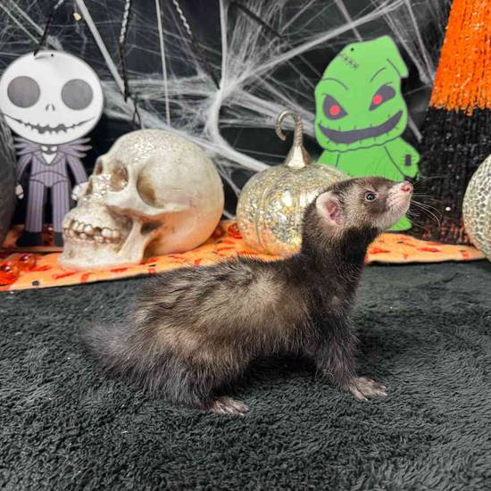 Ferret