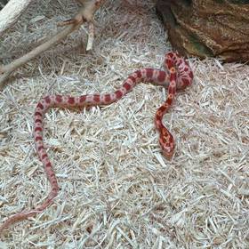 Anery Sunkissed Corn Snake