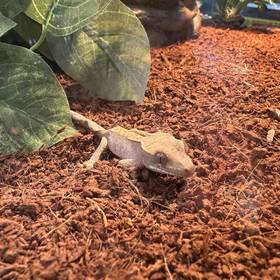 Crested Gecko