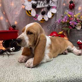 Basset Hound