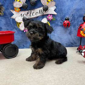 Morkie