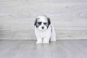 Havanese