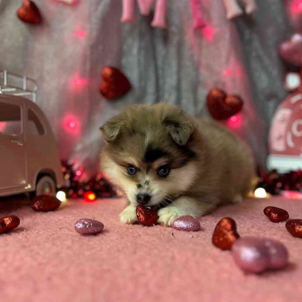 carousel pet images