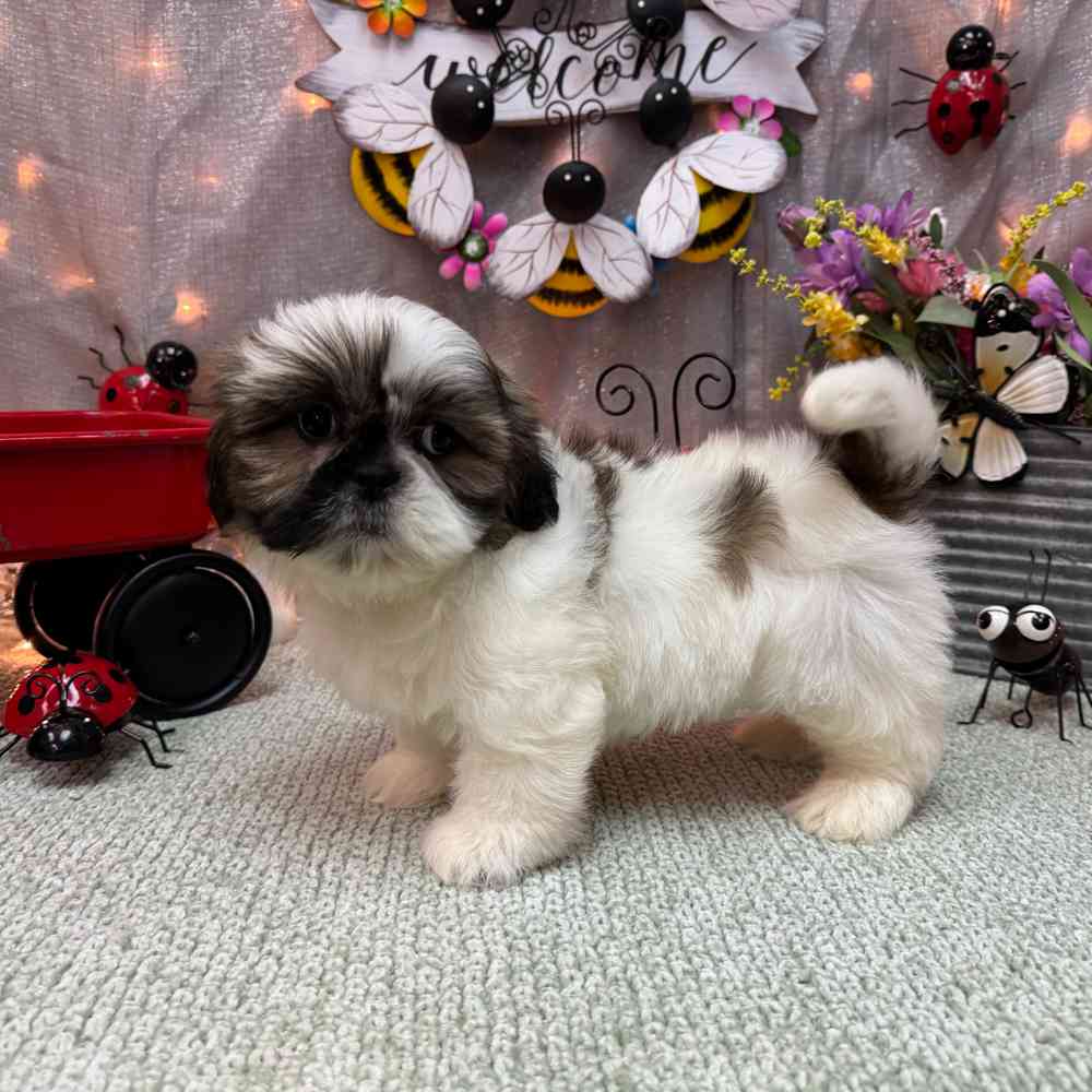 Image of a pet breed in the gallery