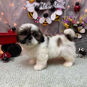 Shih Tzu