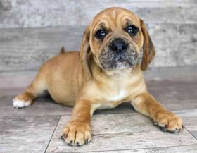 Puggle