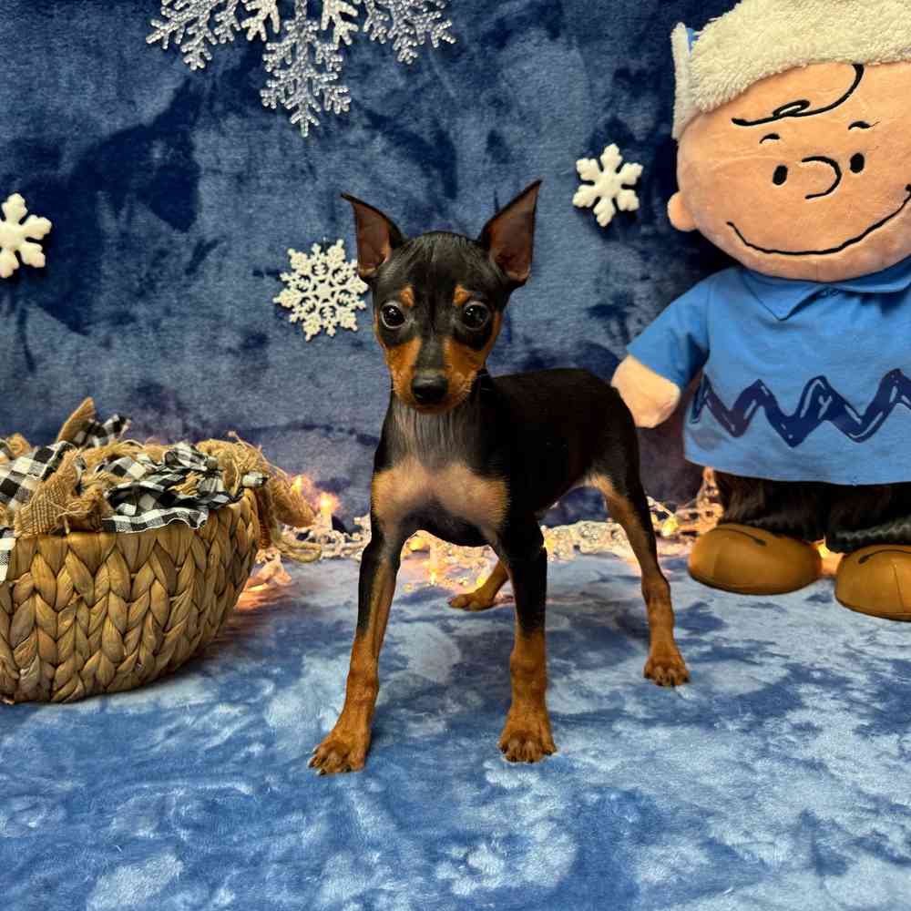 Mix Breed Dogs Archives - The Happy Puppy Site, image size:1000x1000