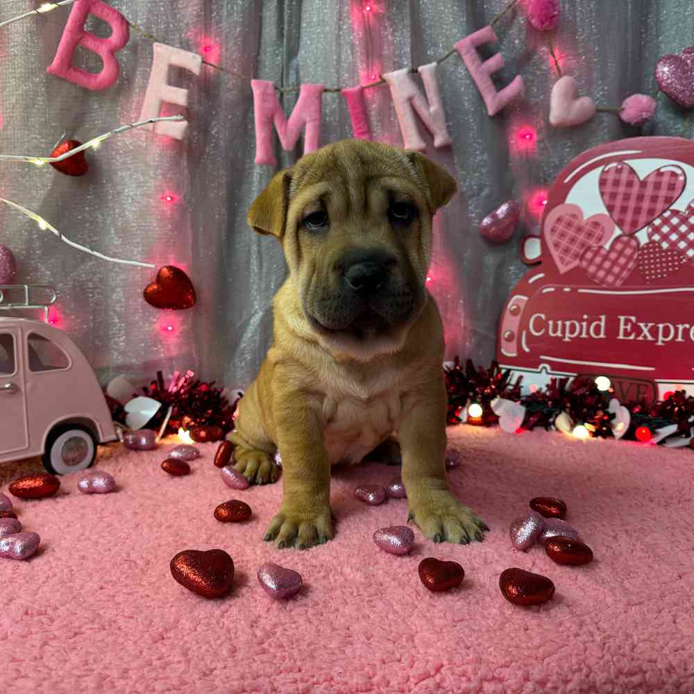 carousel pet images