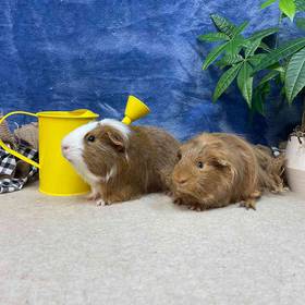 Guinea Pig