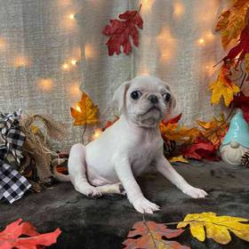 Pug
