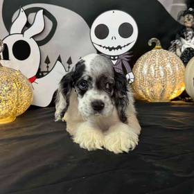 Cocker Spaniel